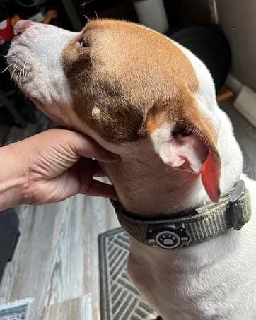 AirTag Dog Collar Holder Compatible with Apple Air Tag — 1st & 2nd Gen — collection imagery