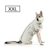 Dog Winter Jacket — Warm Windproof Dog Sweaters for Small Dogs — collection imagery