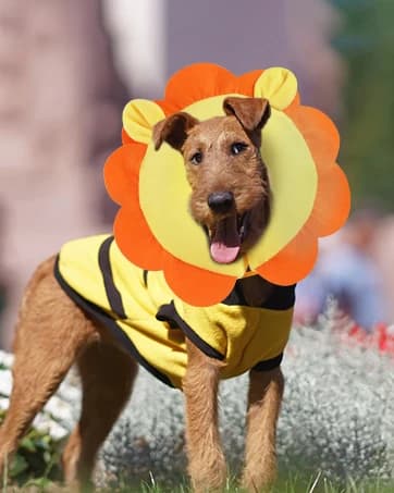 Inflatable Recovery Dog Collar — collection imagery