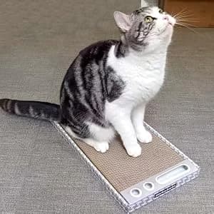 Cat Scratching Board 3 Pack – Reversible Cardboard Scratcher for Indoor Cats — collection imagery