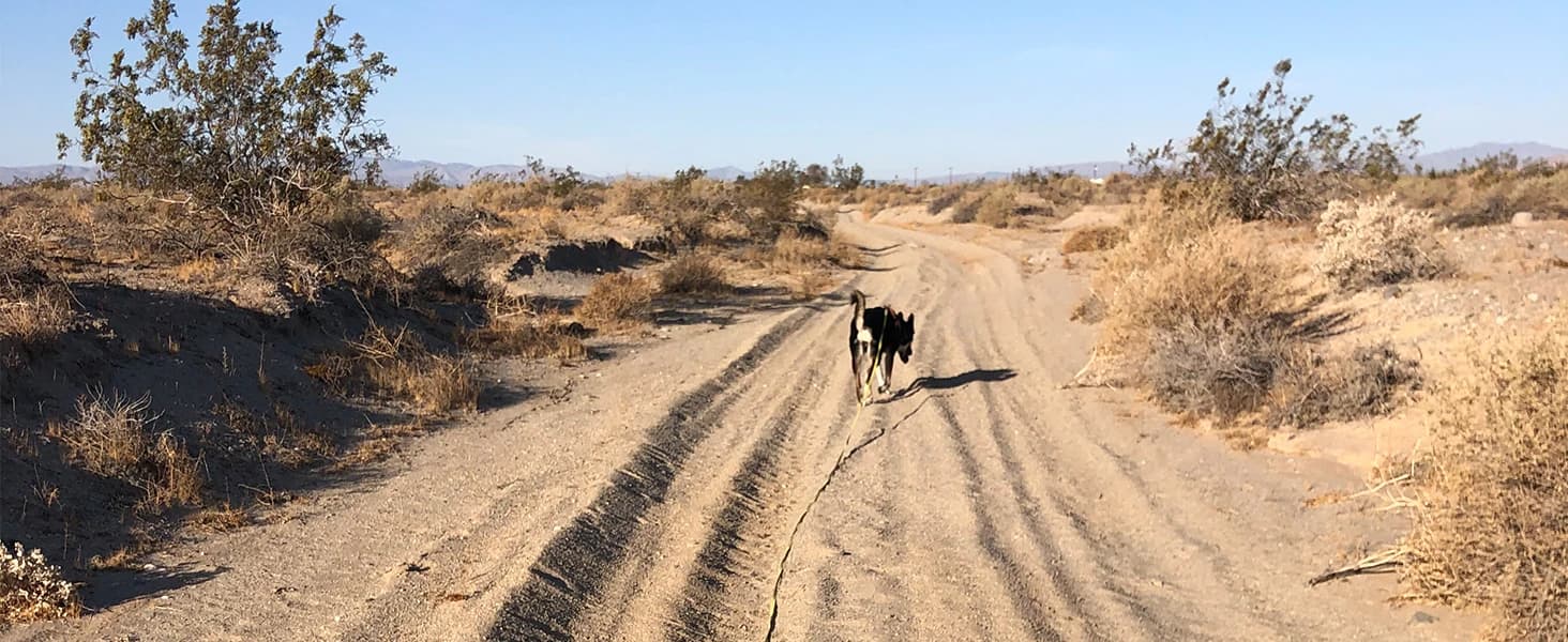 Long Dog Leash Waterproof Training Leashes 50ft 30ft 20ft 15ft 10ft 6ft — collection imagery