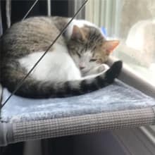 Cat Window Hammock – Mess-Free Waterproof Cats Window Perch for Large Cats — 360° sunbathing