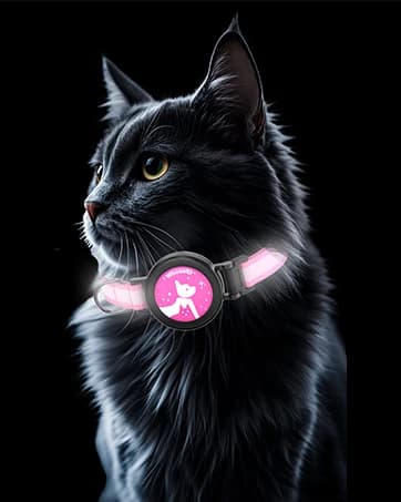 QR Code Cat Tag — Modifiable Pet Online Profile Page — collection imagery