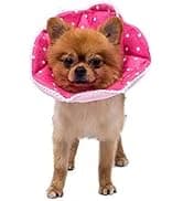 Adjustable Dog and Cat Cone — Soft Recovery Cat Cone Collar — collection imagery