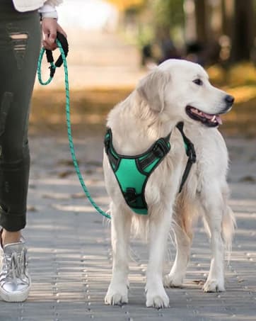 Rope Dog Leash for Medium and Large Dogs — collection imagery