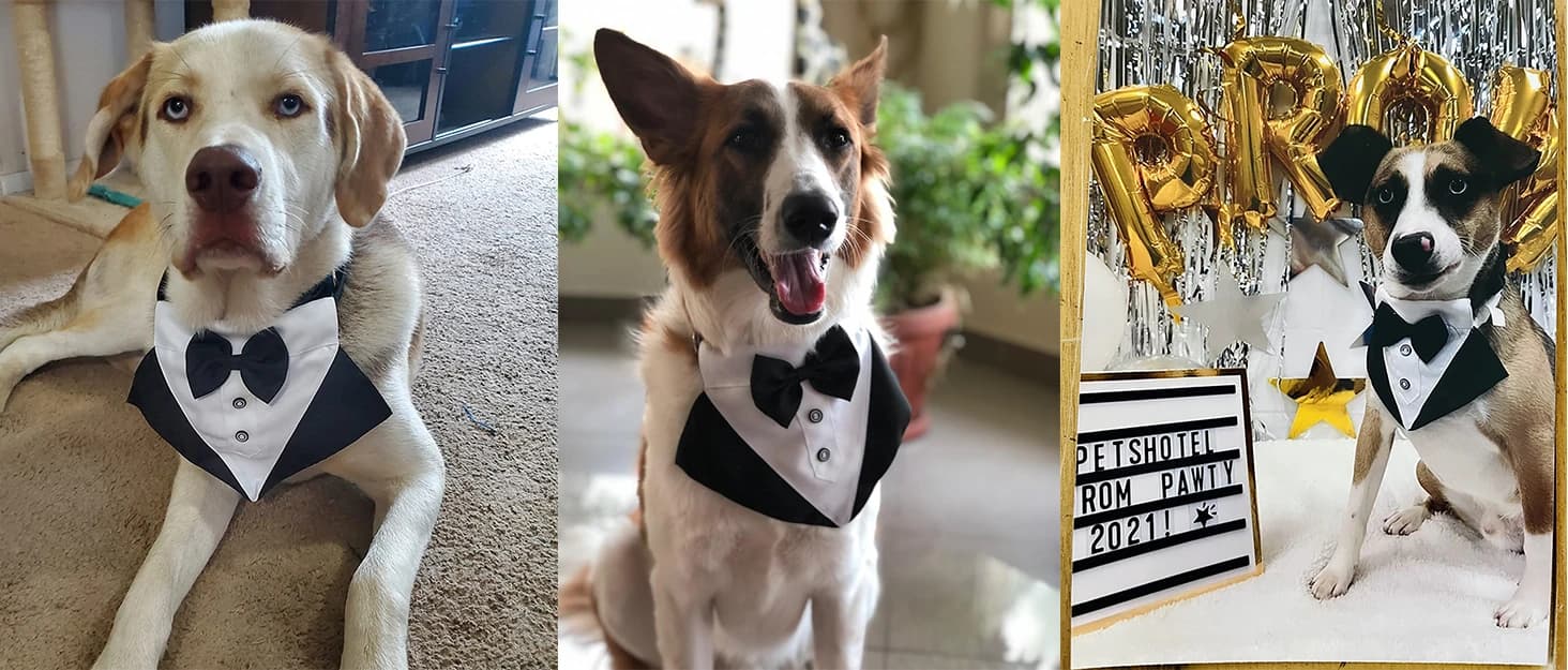 Dog Tuxedo Bandana — Wedding Birthday Dog Bow Tie — collection imagery