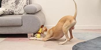 Dog Toy — Large Dog Squeaky Toys — How we help you