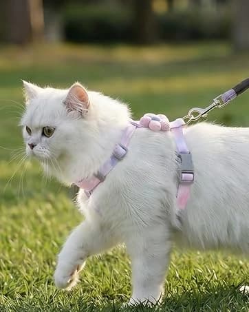 Cat Harness and Leash with Bat Wings Escape Proof Adjustable — collection imagery