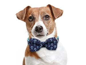 Anchor Dog Collar with Bow Tie — Fashion Design