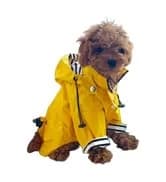 Dog Zip Up Raincoat with Reflective Buttons — collection imagery