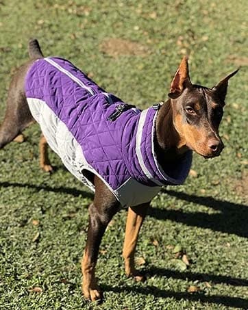 Dog Coat for Medium Dogs — Fleece Dog Winter Jacket with Harness — collection imagery