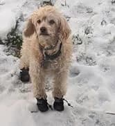 Dog Shoes for Small Dogs â Puppy Boots and Paw Protectors â collection imagery