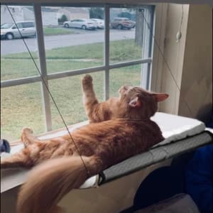 Cat Window Perch — Cat Hammock w/Fleece Blanket Upgraded Screw Suction Cups — collection imagery