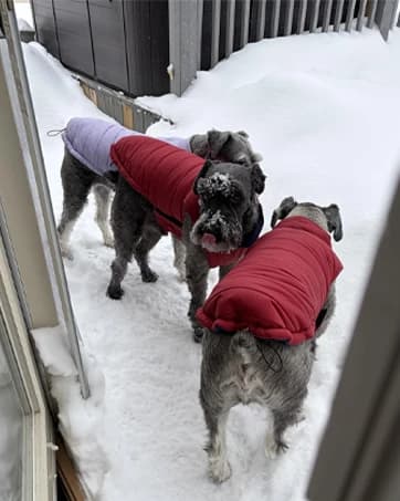 Dog Coat Warm Dog Winter Coat Waterproof Dogs Jacket with Harness — collection imagery