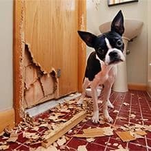 Dog Toy — Large Dog Squeaky Toys — Keep Your Home Clean And Tidy