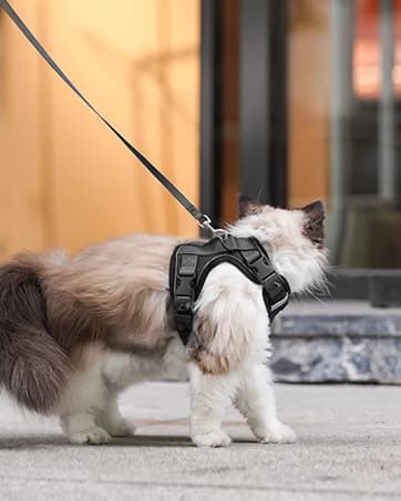 Cat Harness and Leash Set — Adjustable Pet Straps — collection imagery