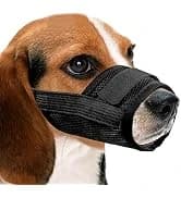 Dog Shoes for Small Dogs â Puppy Boots and Paw Protectors â collection imagery