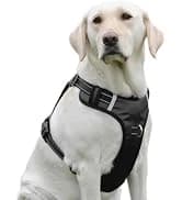 Reflective Dog Collar — Adjustable Nylon for Medium Dogs — collection imagery