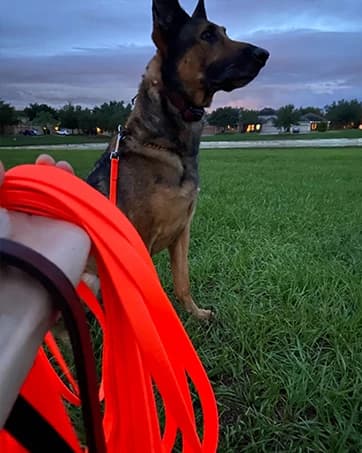 Waterproof Dog Training Leash 50FT 30FT 15FT 10FT 5FT Heavy Duty Recall Long Lead for Large Medium Small Dogs — collection imagery