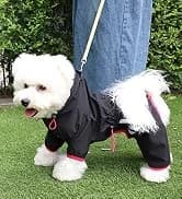 Dog Raincoat — Waterproof Dog Rain Jacket with Hood — collection imagery