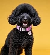 Waterproof Airtag Dog Collar Holder for Apple Air Tag — collection imagery