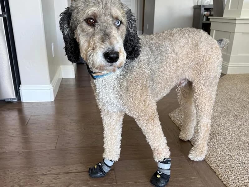 Dog Shoes for Large Medium Dogs — Dog Boots for Hot Pavement Size6 — Protect Paws from Slippery Floors