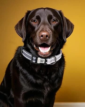 Waterproof Airtag Dog Collar Holder for Apple Air Tag — collection imagery