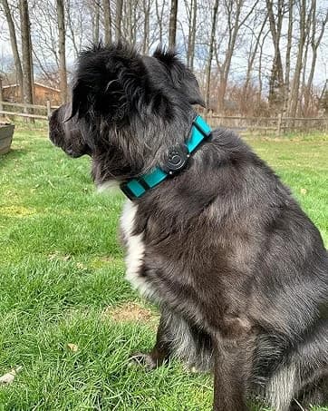 AirTag Dog Collar Holder Compatible with Apple Air Tag — 1st & 2nd Gen — collection imagery