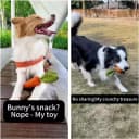 Dog Chew Toys for Aggressive Chewers — Rubber Squeaky Dog Toys