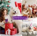 Tough Dog Toys for Aggressive Chewers 3 Pack — Indestructible Dog Toys for Large Dogs