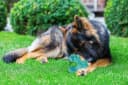 Dog Chew Toys for Aggressive Chewers Large Breed