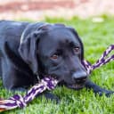 Large Tough Chew Toys for Aggressive Chewers — 9 Pack Dog Rope Toys