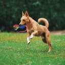 Dog Tug Toy — Dog Toys for Aggressive Chewers