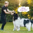 4 Pack Jute Dog Tug Toys — 11.8" Tug of War Rope Toy