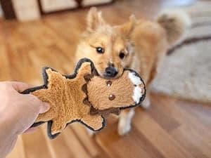 No Stuffing Dog Toys Crinkle Squeaky — Why Your Dog Need Toys?