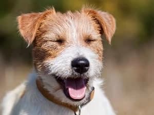 No Stuffing Dog Toys Crinkle Squeaky — Why Your Dog Need Toys?
