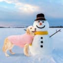 Cable Knit Turtleneck Dog Sweater with Leash Opening
