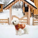 Small Dog Sweater — Fall Dog Sweater with Autumn Maple Leaf Pattern