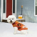 Small Dog Sweater — Fall Dog Sweater with Autumn Maple Leaf Pattern