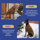 Dog Sweater for Extra Large Dogs — Warm Knit Sweater for Labrador