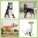 Dog Recovery Boot Wound Injured Paws Protector Dog Shoes — 2PCS