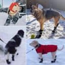 Winter Dog Boots for Large Dogs