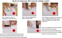 Dog Shoes for Small Dogs — Puppy Boots and Paw Protectors