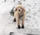 Dog Shoes for Small Dogs — Puppy Boots and Paw Protectors