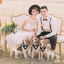 Dog Tuxedo Bandana — Wedding Birthday Dog Bow Tie