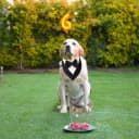 Dog Tuxedo Bandana — Wedding Birthday Dog Bow Tie