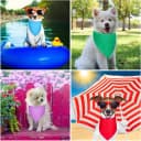 20 Pcs Plain Dog Bandana Bulk for Puppy Dog