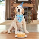 Dog Birthday Party Supplies — Dog Birthday Bandana
