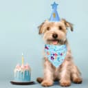 Dog Birthday Party Supplies — Dog Birthday Bandana