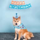 Dog Birthday Party Supplies — Dog Birthday Bandana